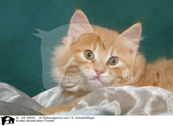 Kurilian Bobtail Ktzchen Portrait / Kurilian Bobtail kitten Portrait / SS-16948