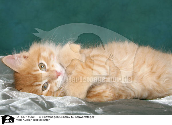 liegendes Kurilian Bobtail Ktzchen / lying Kurilian Bobtail kitten / SS-16950