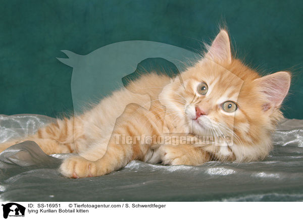liegendes Kurilian Bobtail Ktzchen / lying Kurilian Bobtail kitten / SS-16951