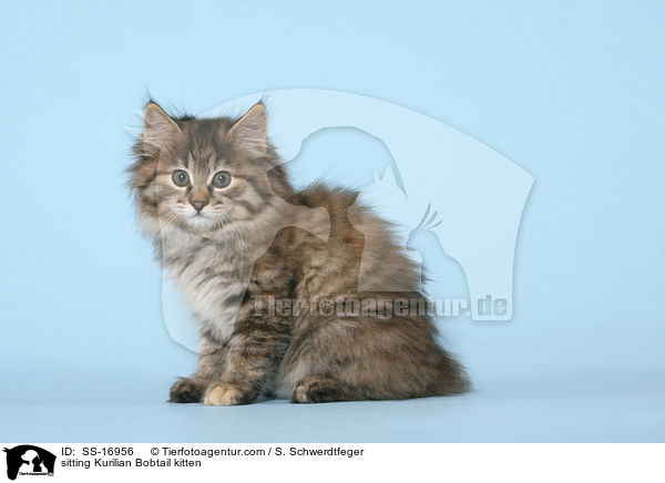 sitzendes Kurilian Bobtail Ktzchen / sitting Kurilian Bobtail kitten / SS-16956