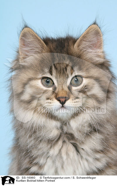 Kurilian Bobtail Ktzchen Portrait / Kurilian Bobtail kitten Portrait / SS-16960