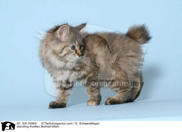 stehendes Kurilian Bobtail Ktzchen / standing Kurilian Bobtail kitten / SS-16964