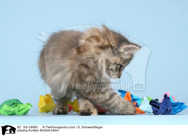 spielendes Kurilian Bobtail K�tzchen / playing Kurilian Bobtail kitten / SS-16965