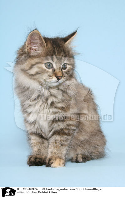 sitting Kurilian Bobtail kitten / SS-16974