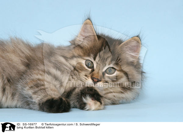 liegendes Kurilian Bobtail Ktzchen / lying Kurilian Bobtail kitten / SS-16977