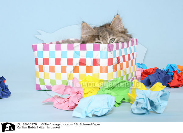 Kurilian Bobtail kitten in basket / SS-16979