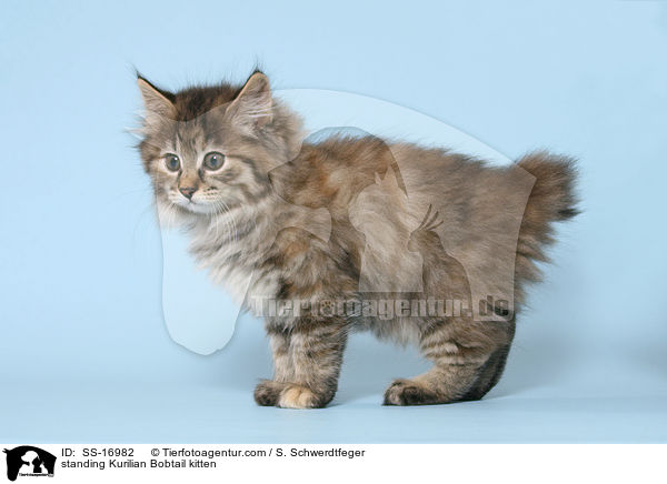 stehendes Kurilian Bobtail Ktzchen / standing Kurilian Bobtail kitten / SS-16982