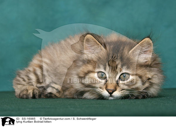 liegendes Kurilian Bobtail Ktzchen / lying Kurilian Bobtail kitten / SS-16985