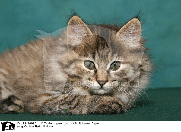 liegendes Kurilian Bobtail Ktzchen / lying Kurilian Bobtail kitten / SS-16986