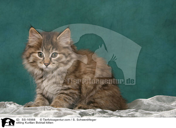 sitzendes Kurilian Bobtail Ktzchen / sitting Kurilian Bobtail kitten / SS-16988