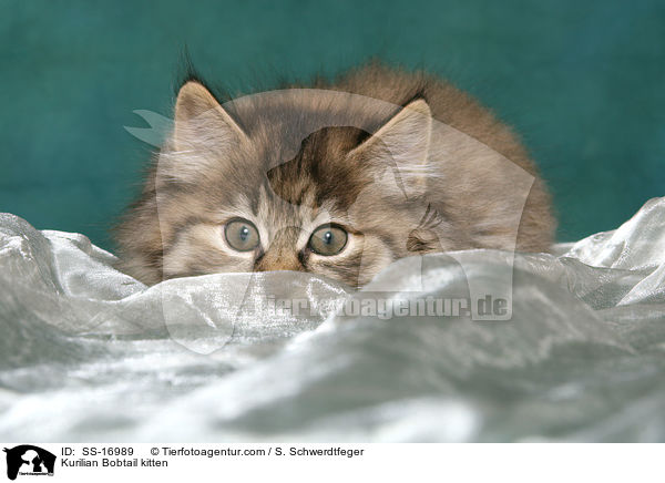 liegendes Kurilian Bobtail Ktzchen / Kurilian Bobtail kitten / SS-16989