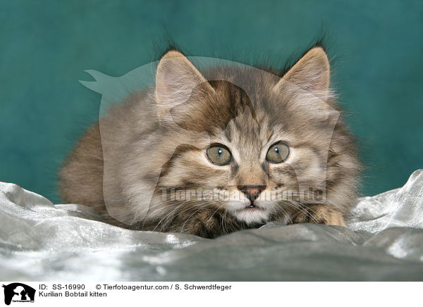 liegendes Kurilian Bobtail Ktzchen / Kurilian Bobtail kitten / SS-16990