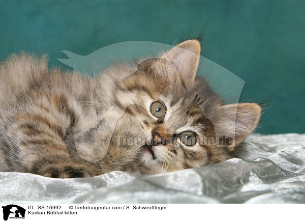 Kurilian Bobtail kitten / SS-16992
