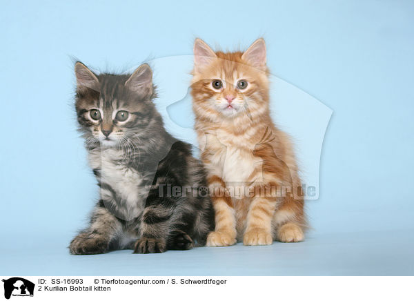 2 Kurilian Bobtail Ktzchen / 2 Kurilian Bobtail kitten / SS-16993