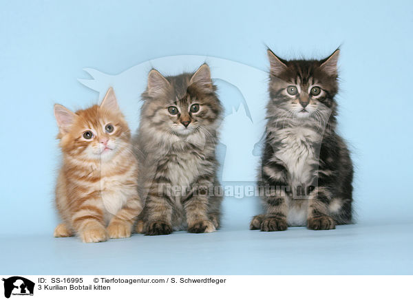 3 Kurilian Bobtail Ktzchen / 3 Kurilian Bobtail kitten / SS-16995