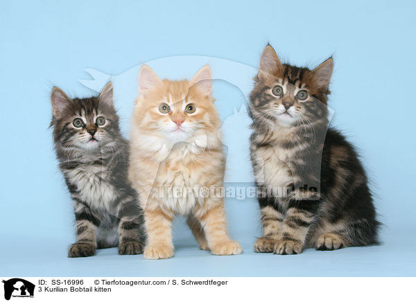 3 Kurilian Bobtail Ktzchen / 3 Kurilian Bobtail kitten / SS-16996