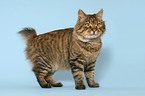 standing Kurilian Bobtail