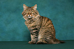 sitting Kurilian Bobtail