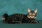 lying Kurilian Bobtail