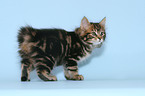 standing Kurilian Bobtail kitten