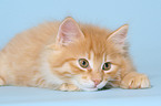 lying Kurilian Bobtail kitten