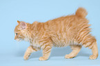 walking Kurilian Bobtail kitten