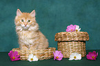 sitting Kurilian Bobtail kitten