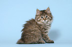 sitting Kurilian Bobtail kitten