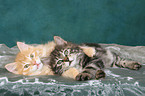 lying Kurilian Bobtail kitten