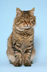 sitting Kurilian Bobtail