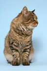 sitting Kurilian Bobtail