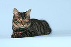 lying Kurilian Bobtail