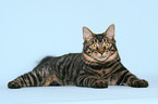 lying Kurilian Bobtail