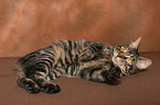 lying Kurilian Bobtail