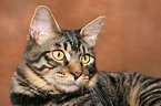 Kurilian Bobtail Portrait