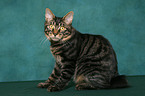 sitting Kurilian Bobtail