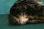 Kurilian Bobtail tail