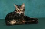 lying Kurilian Bobtail