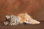 lying Kurilian Bobtail kitten