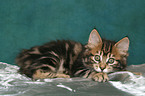 lying Kurilian Bobtail kitten