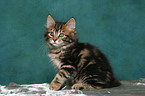 sitting Kurilian Bobtail kitten