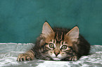 lying Kurilian Bobtail kitten