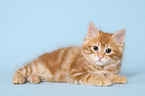 lying Kurilian Bobtail kitten