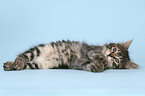 lying Kurilian Bobtail kitten