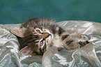 lying Kurilian Bobtail kitten