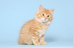 sitting Kurilian Bobtail kitten