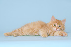 lying Kurilian Bobtail kitten