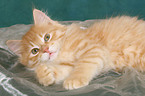 lying Kurilian Bobtail kitten