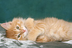 lying Kurilian Bobtail kitten