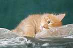 lying Kurilian Bobtail kitten